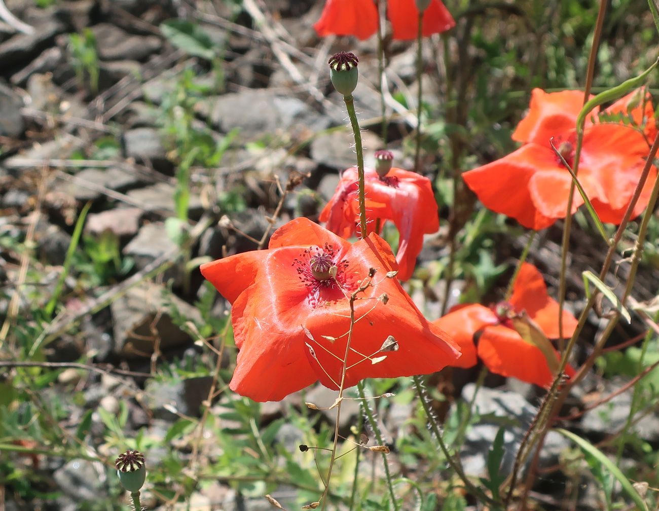 Изображение особи Papaver rhoeas.