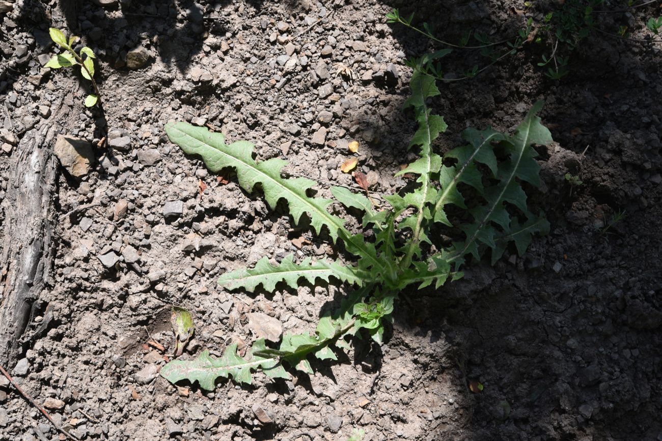 Изображение особи семейство Asteraceae.