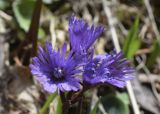 Soldanella alpina. Соцветие. Испания, автономное сообщество Каталония, провинция Жирона, комарка Рипольес, муниципалитет Сеткасес, окр. курорта \"Вальтер 2000\", ≈1950 м н.у.м., берег горного ручья. 15.05.2022.