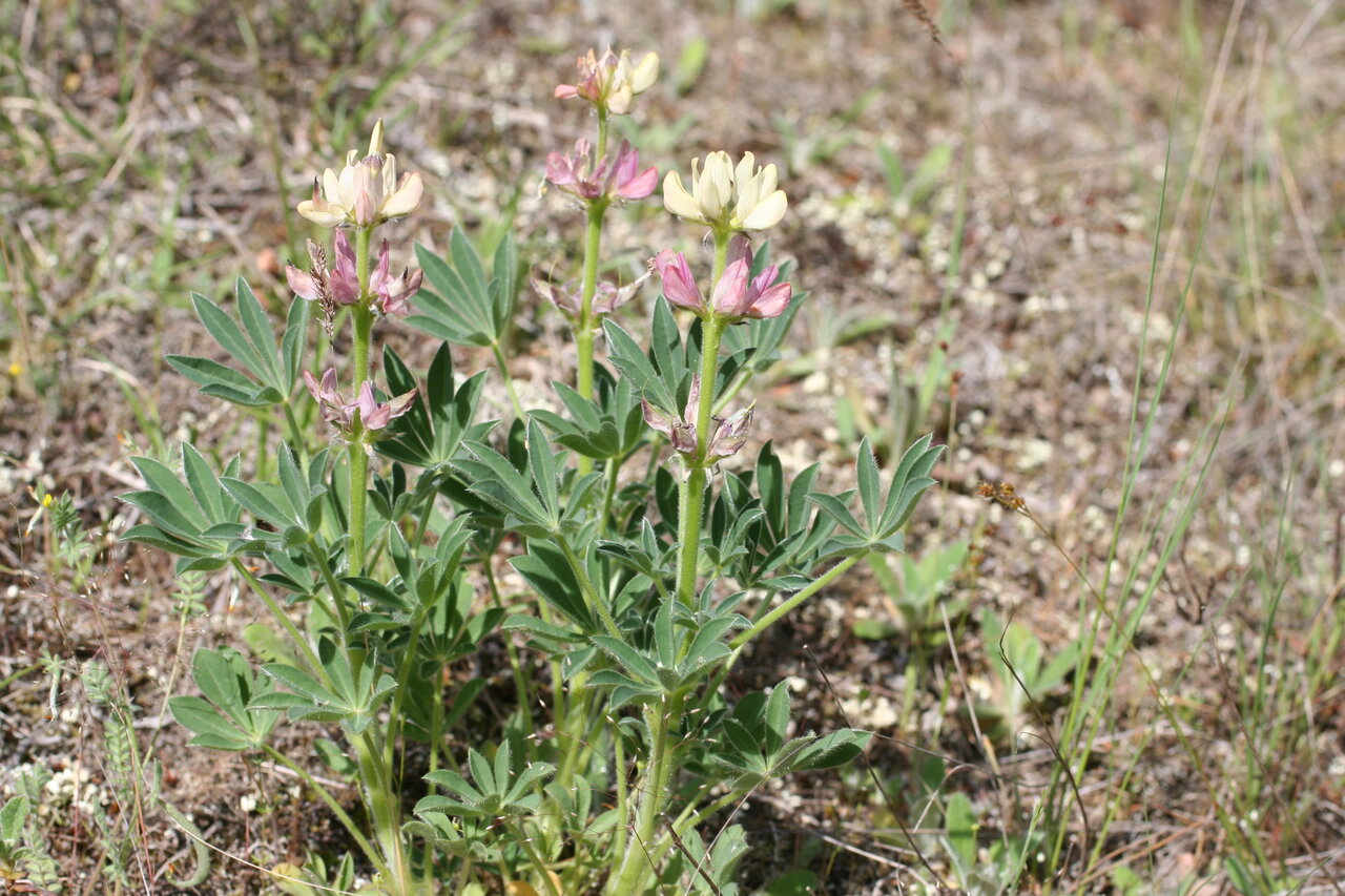 Image of Lupinus gredensis specimen.