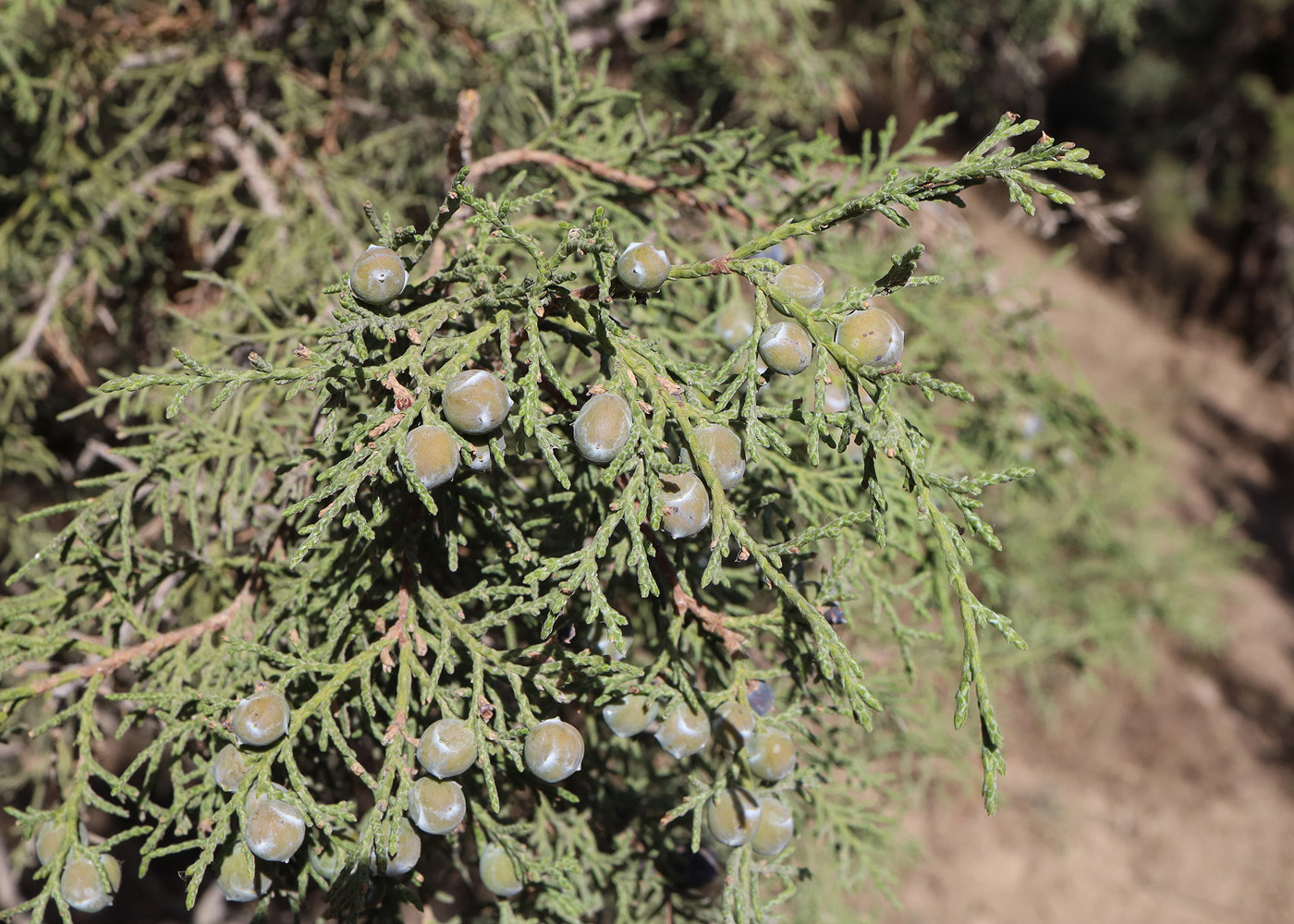 Image of Juniperus seravschanica specimen.