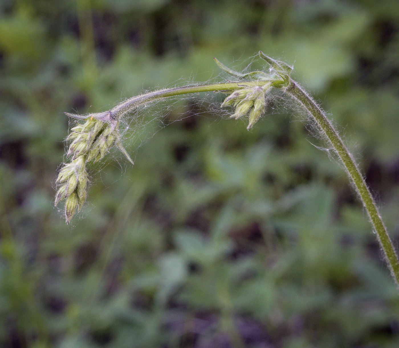 Image of Silene nutans specimen.