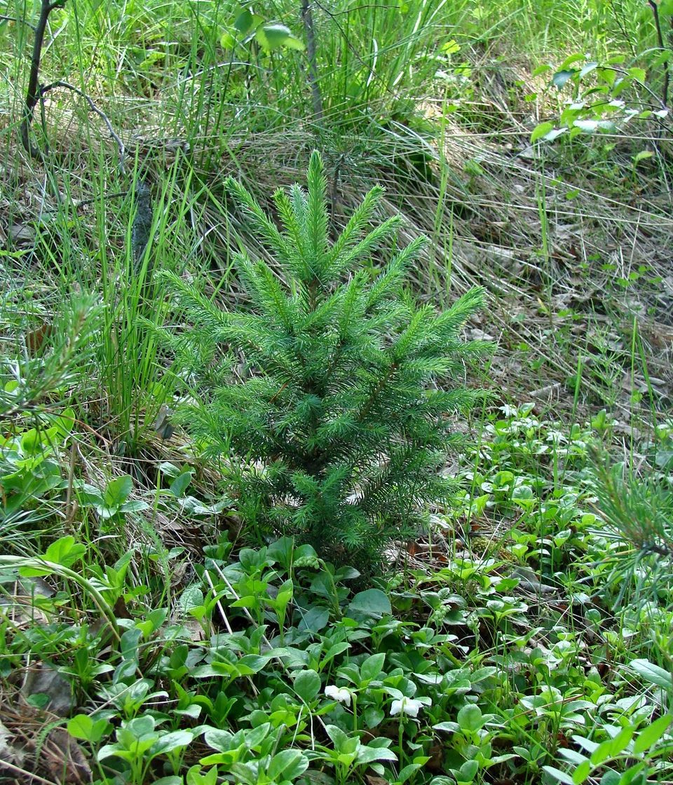 Изображение особи Picea obovata.