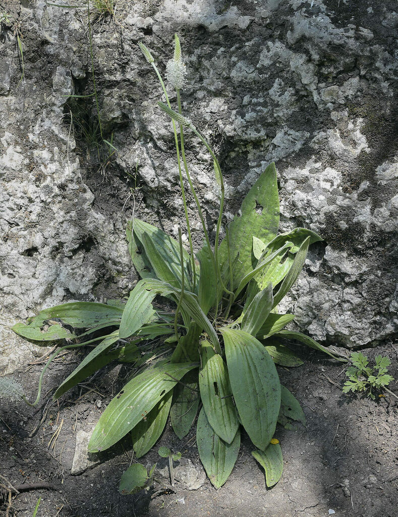 Image of Plantago urvillei specimen.