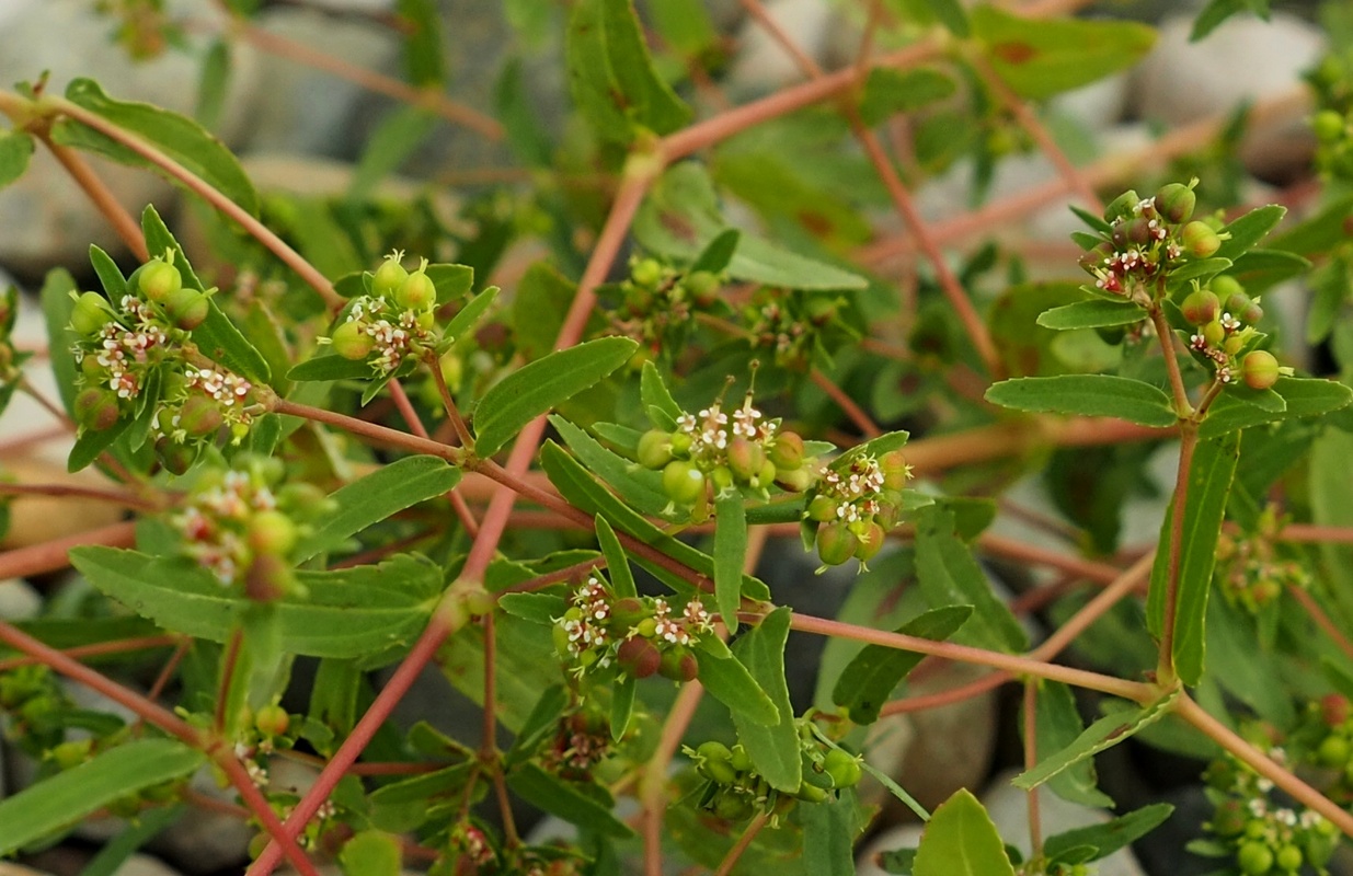 Image of Euphorbia nutans specimen.