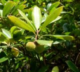 Смотреть изображение Arbutus unedo