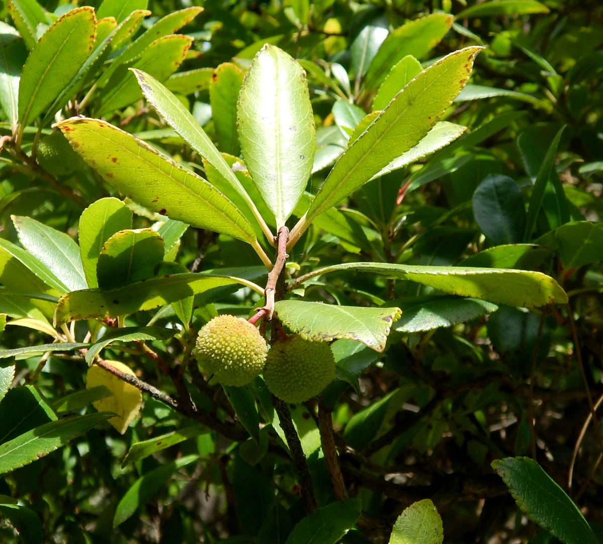 Изображение особи Arbutus unedo.