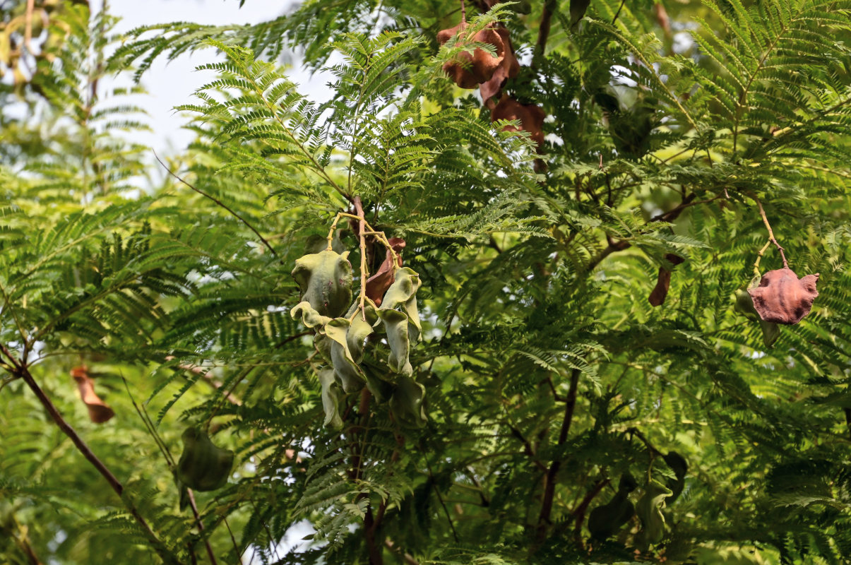 Image of Jacaranda mimosifolia specimen.