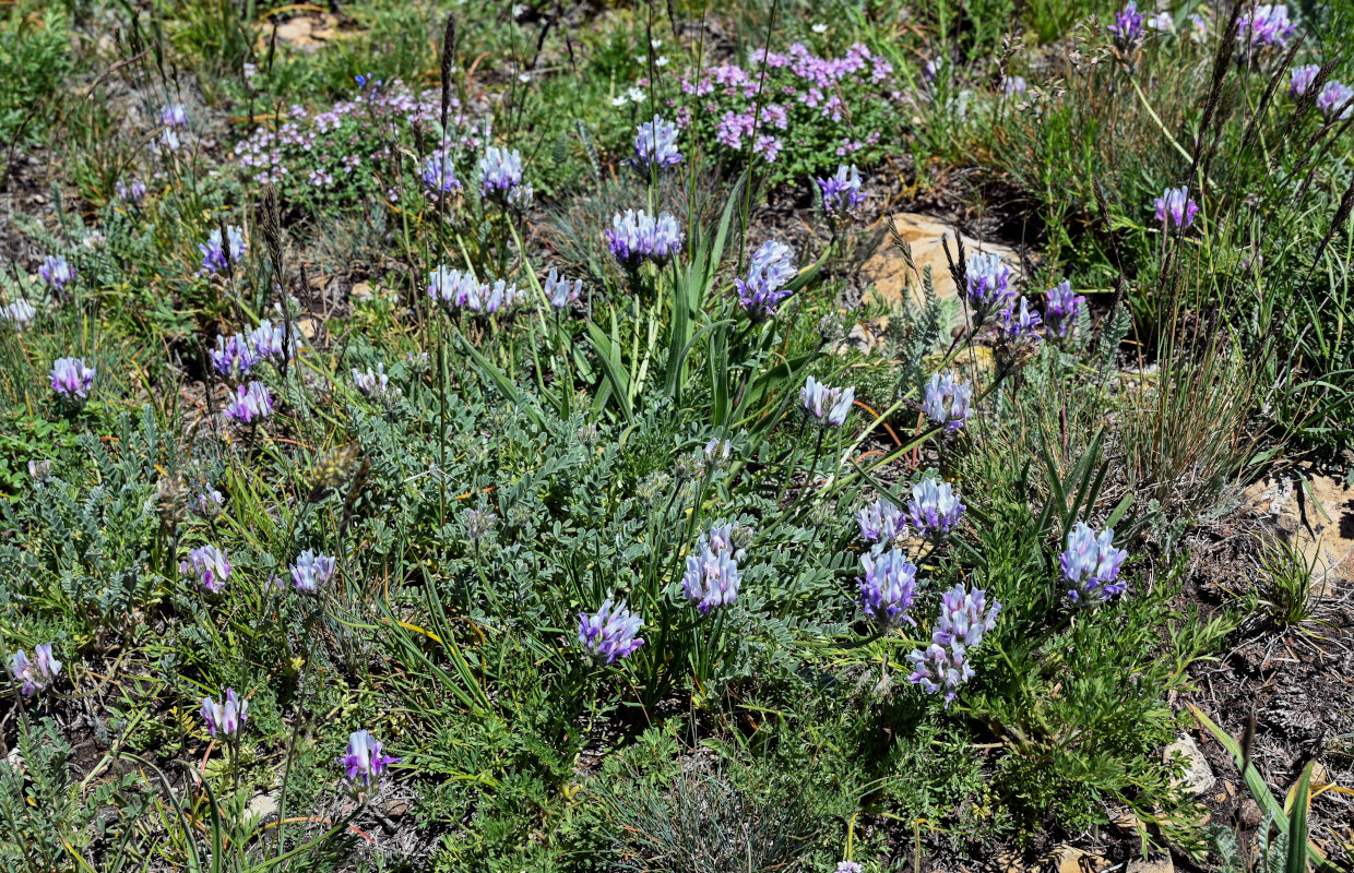 Image of genus Astragalus specimen.