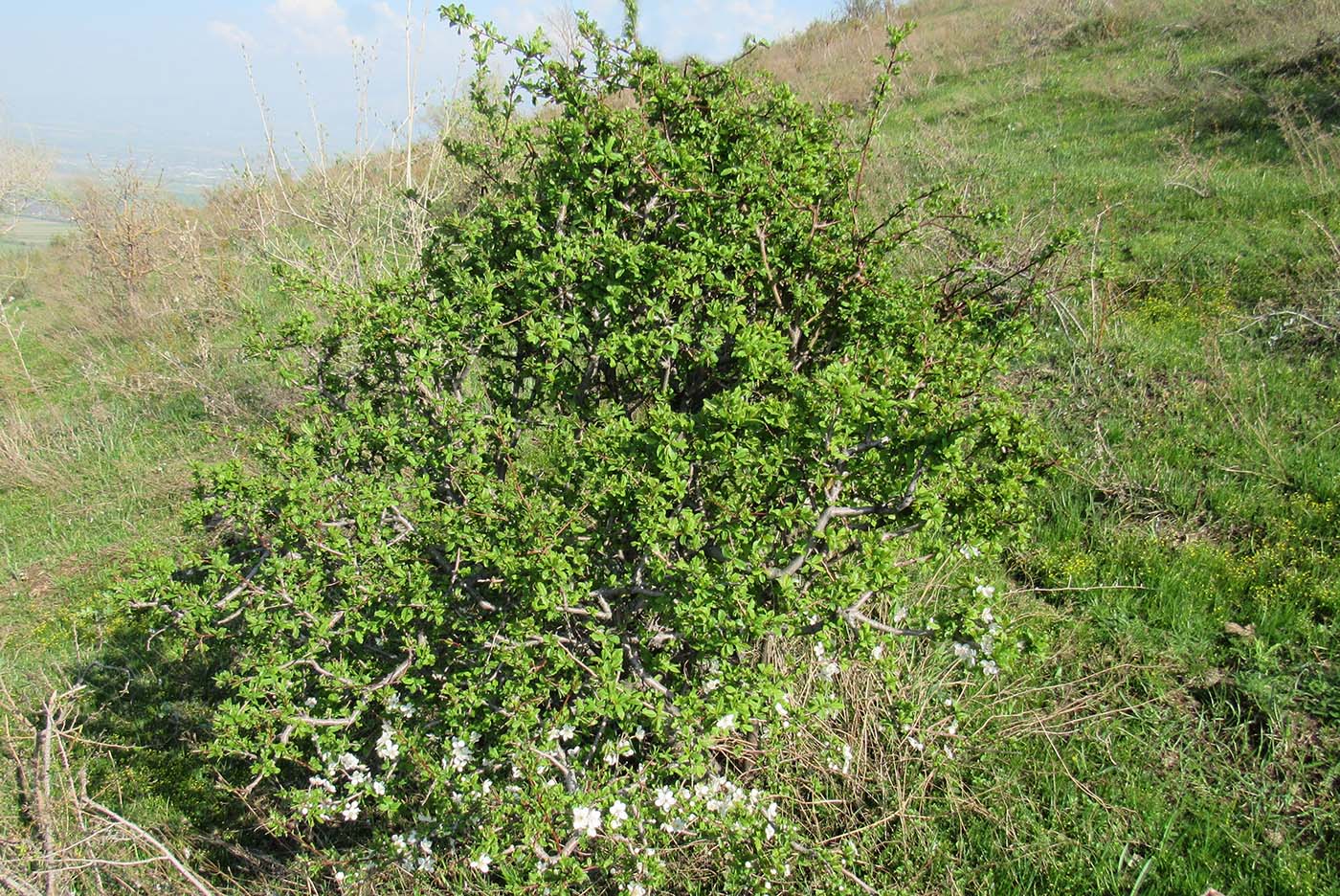 Image of Malus sieversii specimen.