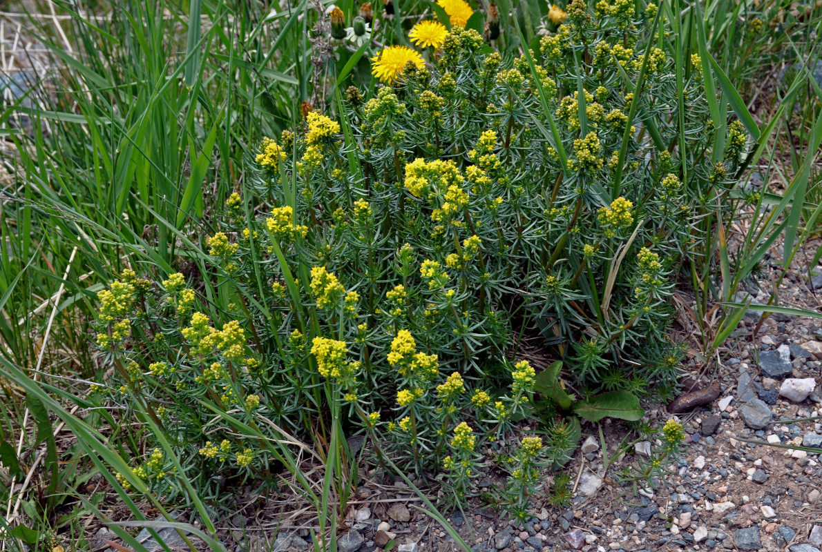 Image of Galium verum specimen.