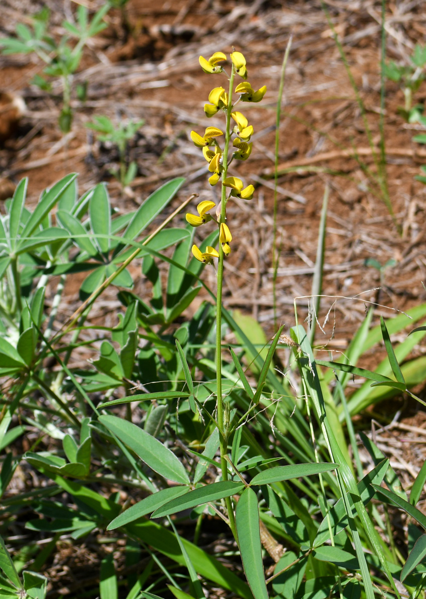 Image of Crotalaria lanceolata specimen.