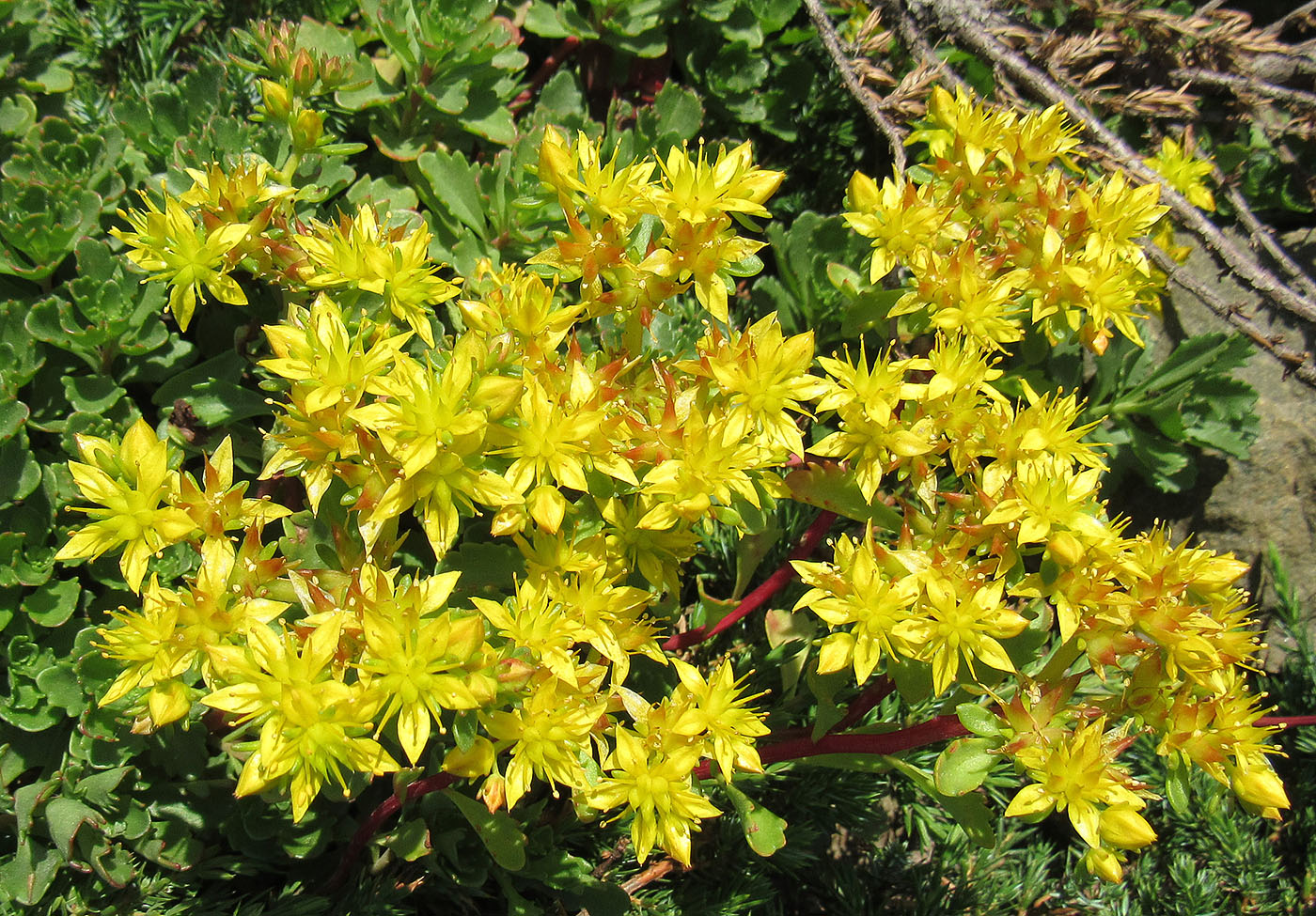 Image of familia Crassulaceae specimen.