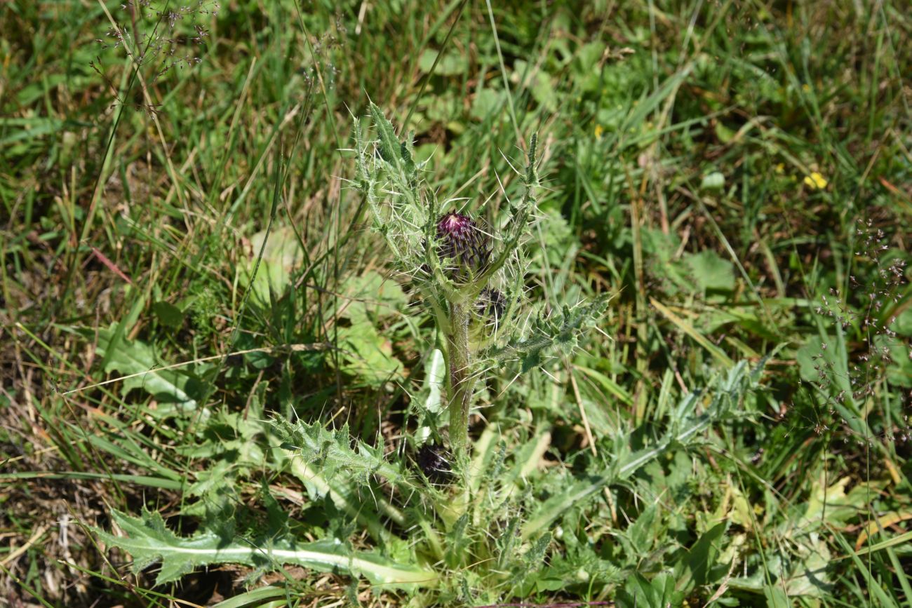 Изображение особи род Cirsium.