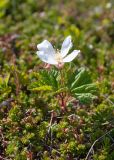 Rubus chamaemorus. Цветущее растение. Мурманская обл., Кольский р-н, сельское поселение Териберка, о. Кильдин, окр. маяка Кильдинский восточный, вороничная тундра. 24.06.2023.