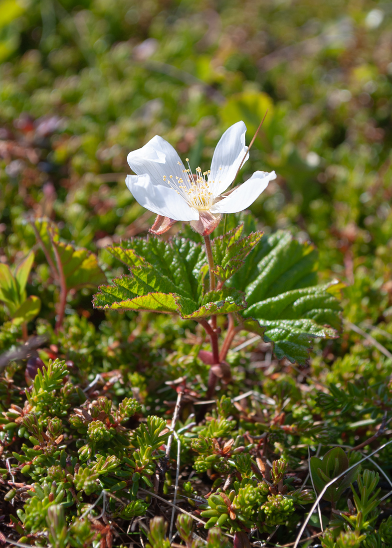 Image of Rubus chamaemorus specimen.