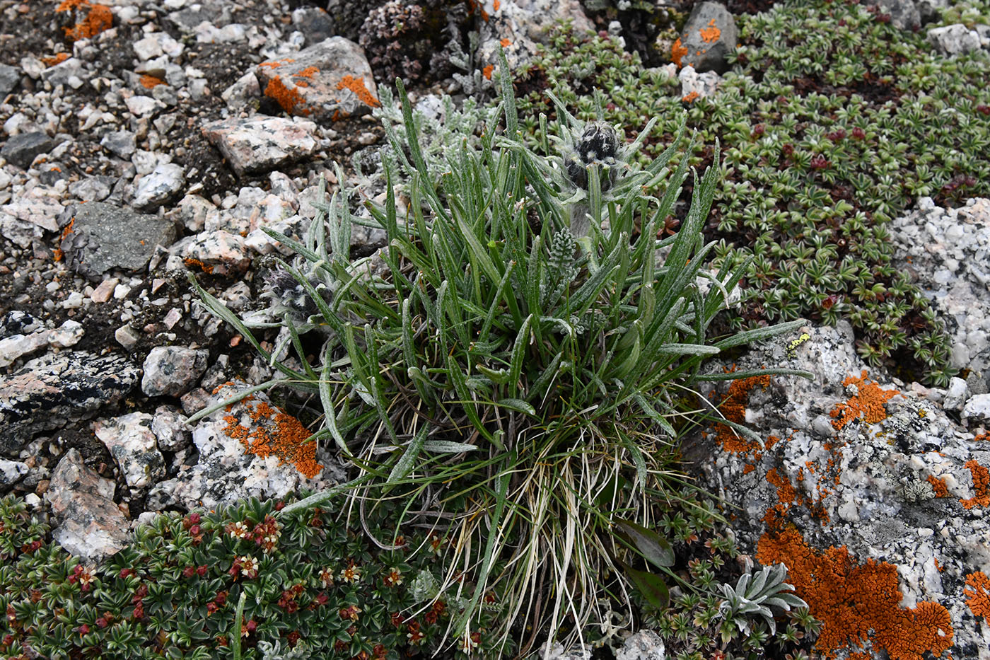 Image of Saussurea leucophylla specimen.