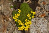 Draba bryoides