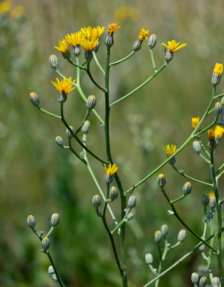 Image of Crepis pannonica specimen.