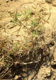 Cynodon dactylon. Побеги вегетирующего растения. Болгария, Бургасская обл., г. Несебр, природный заказник \"Песчаные дюны\", склон дюны. 17.09.2021.