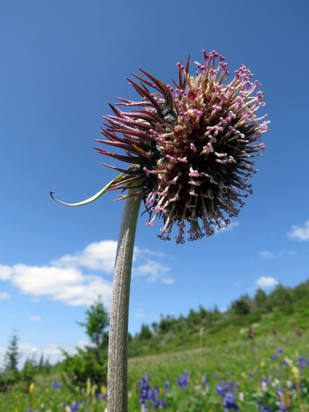 Изображение особи Saussurea frolowii.