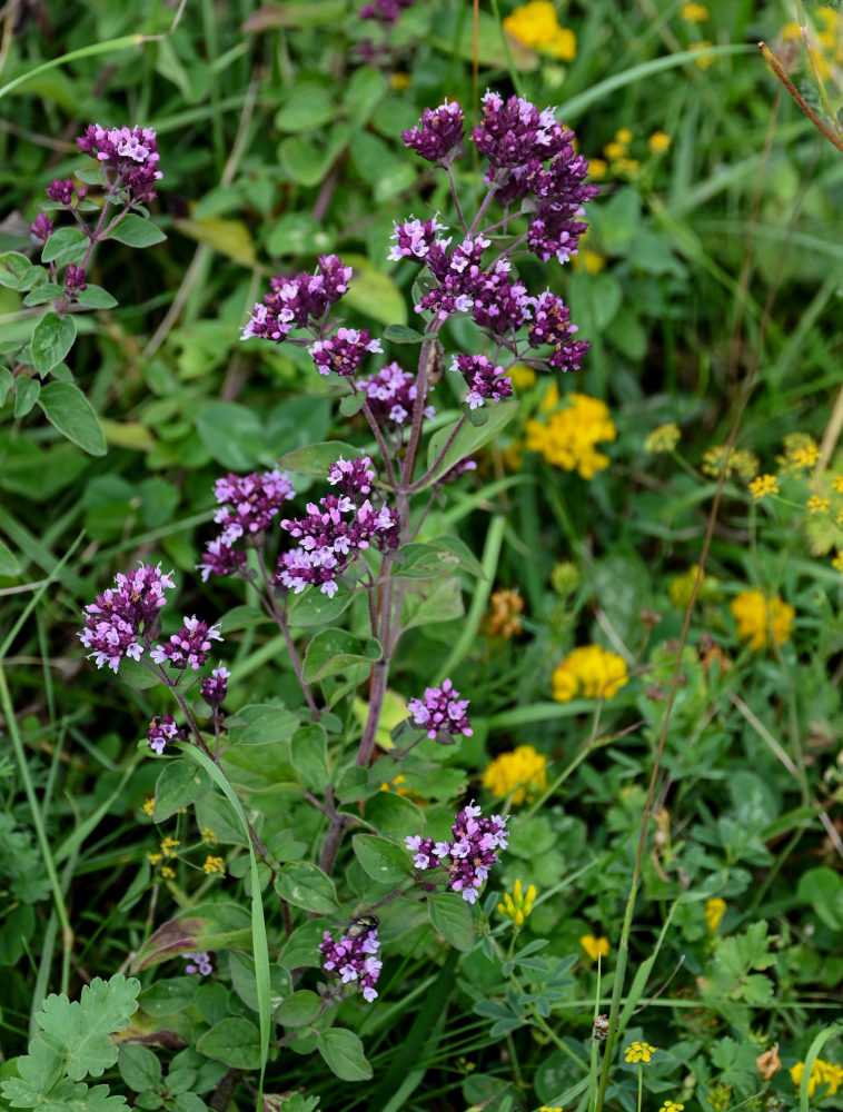 Image of Origanum vulgare specimen.