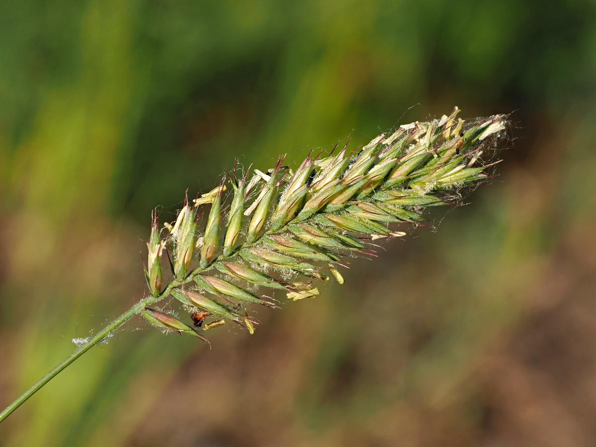 Image of Agropyron pectinatum specimen.