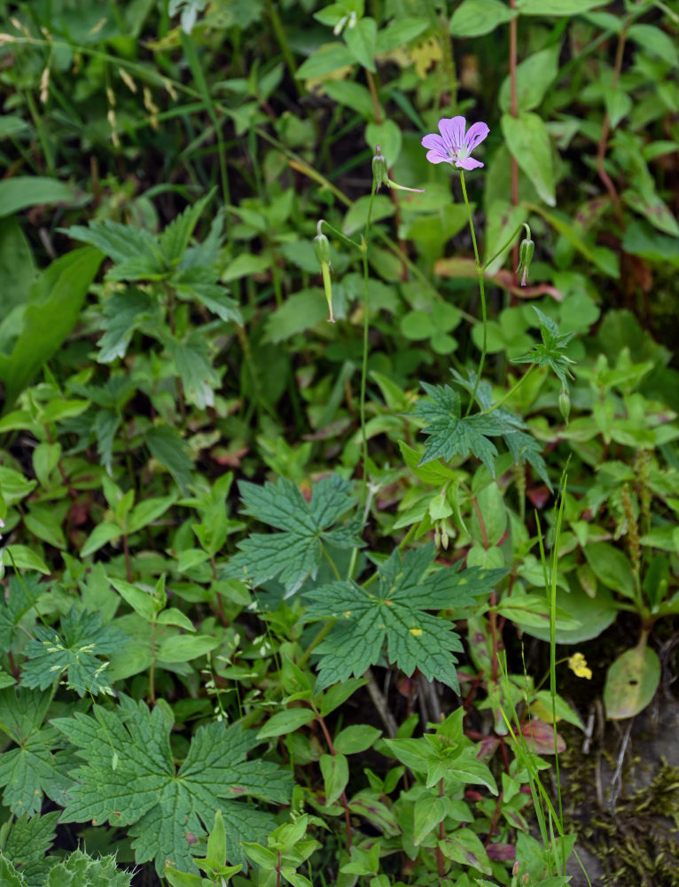 Изображение особи Geranium rectum.