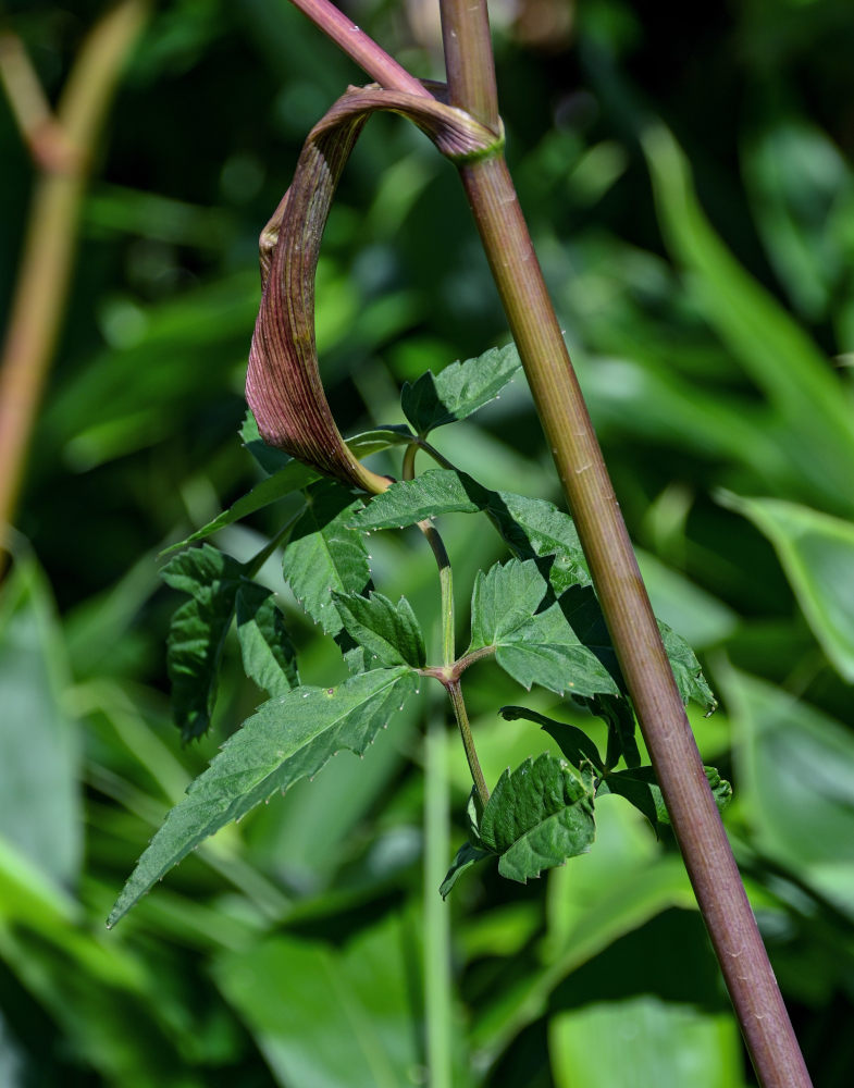 Image of Angelica genuflexa specimen.