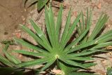 familia Arecaceae. Лист молодого растения. Узбекистан, г. Андижан, частный двор, в культуре. 05.07.2023.