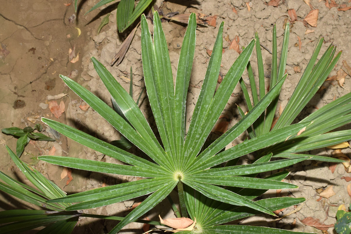 Изображение особи Trachycarpus fortunei.