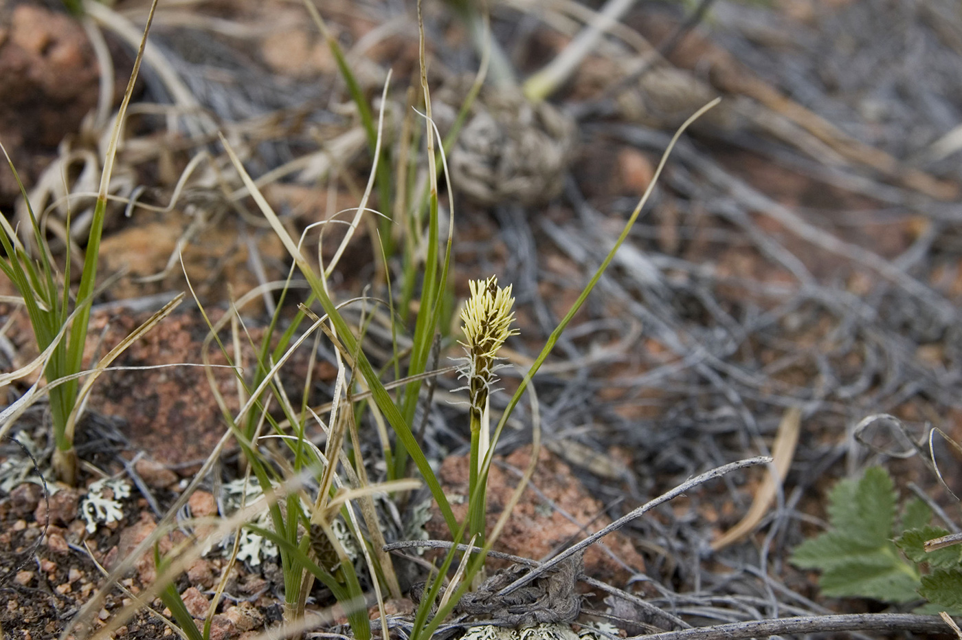 Image of genus Carex specimen.