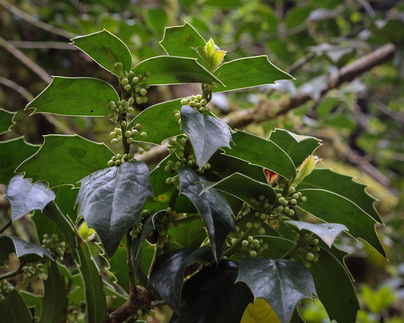 Image of Ilex colchica specimen.