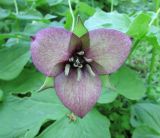 Trillium erectum