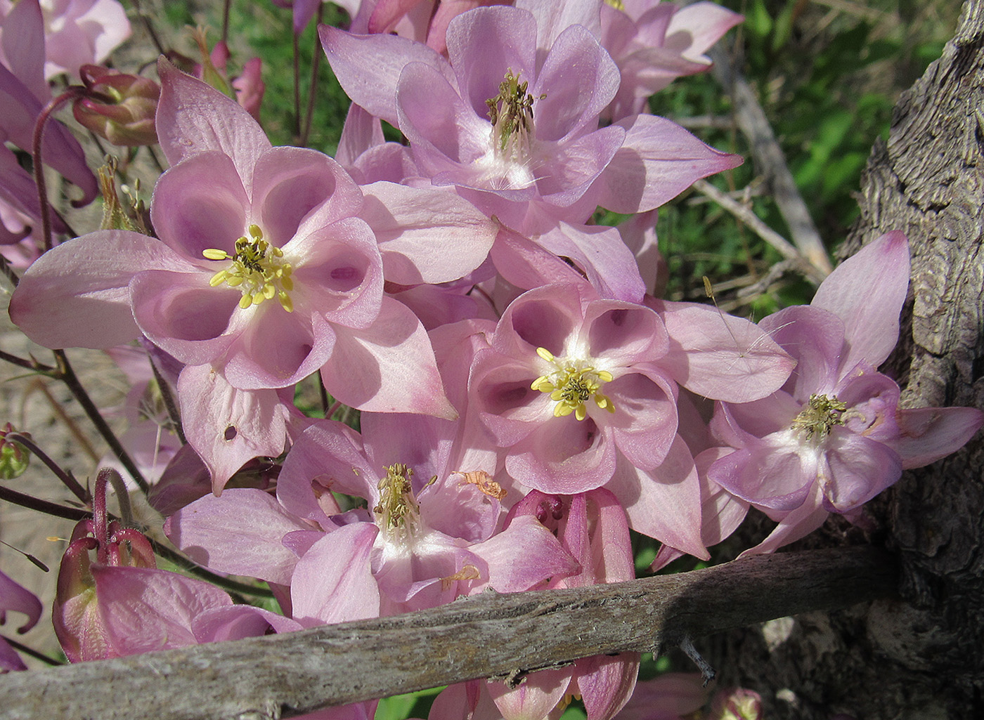 Изображение особи Aquilegia vulgaris.