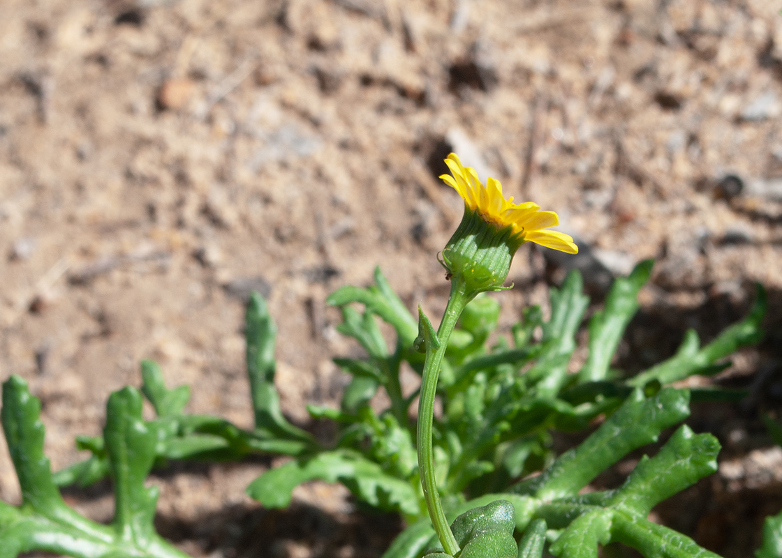 Изображение особи Senecio glaucus.