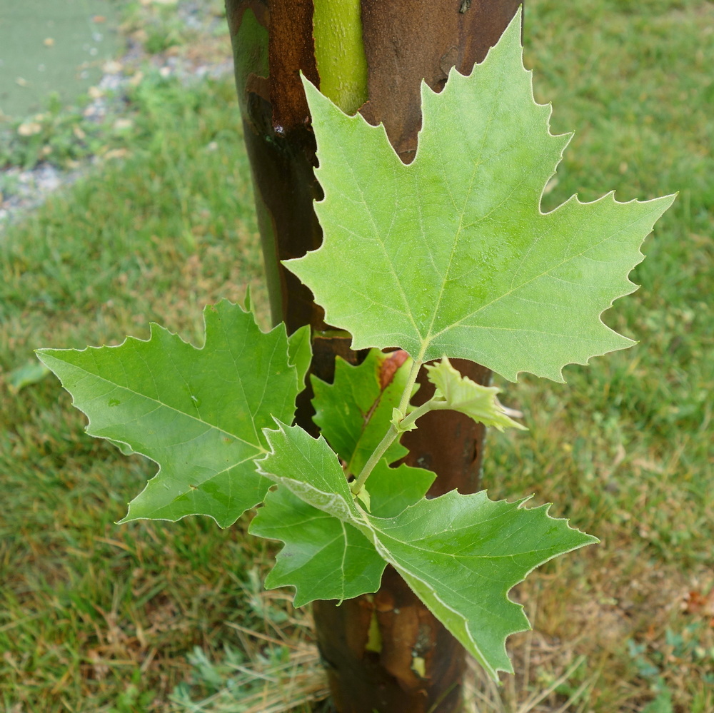 Image of Platanus &times; acerifolia specimen.