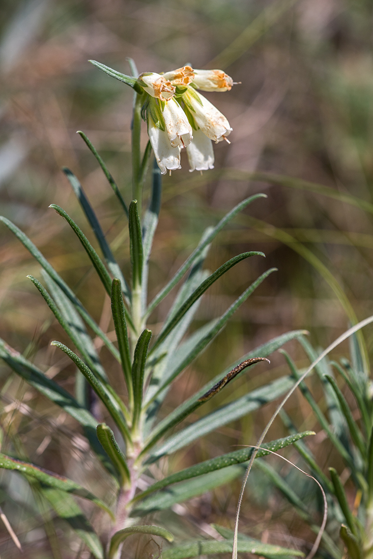 Изображение особи Onosma tanaitica.