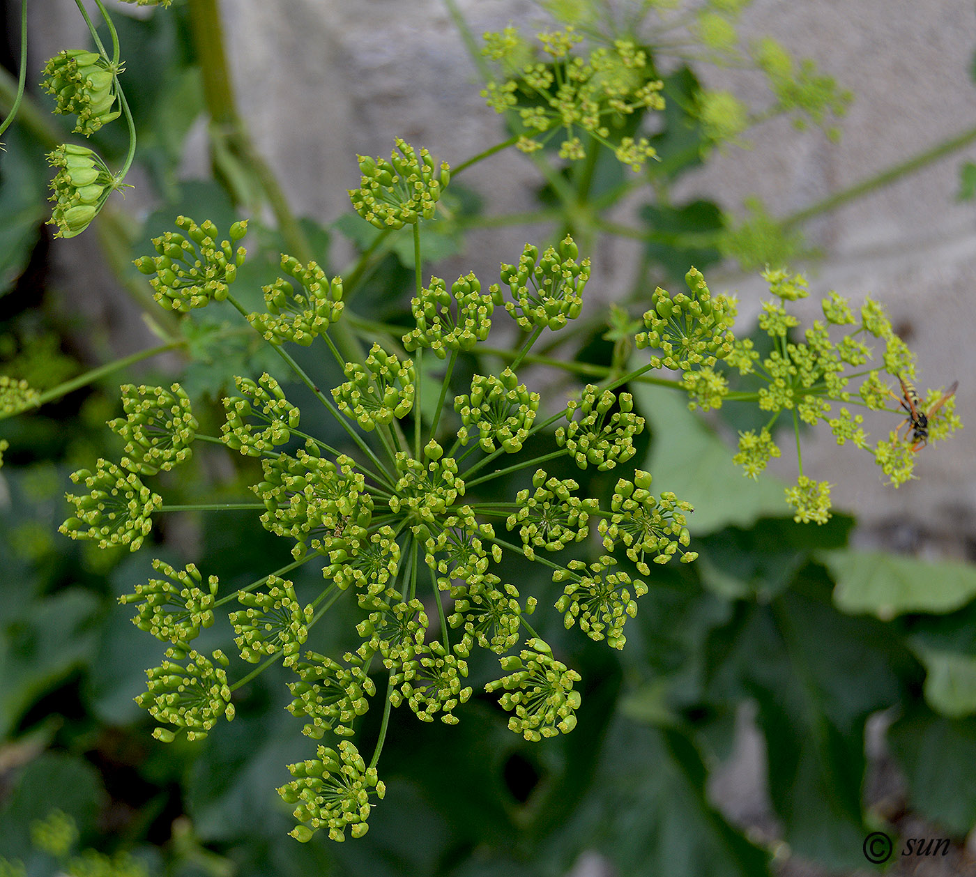 Image of Heracleum sibiricum specimen.