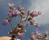 Limonium tomentellum. Часть соцветия. Украина, Луганская обл., пгт Новосветловка, меловой холм. 27 августа 2010 г.