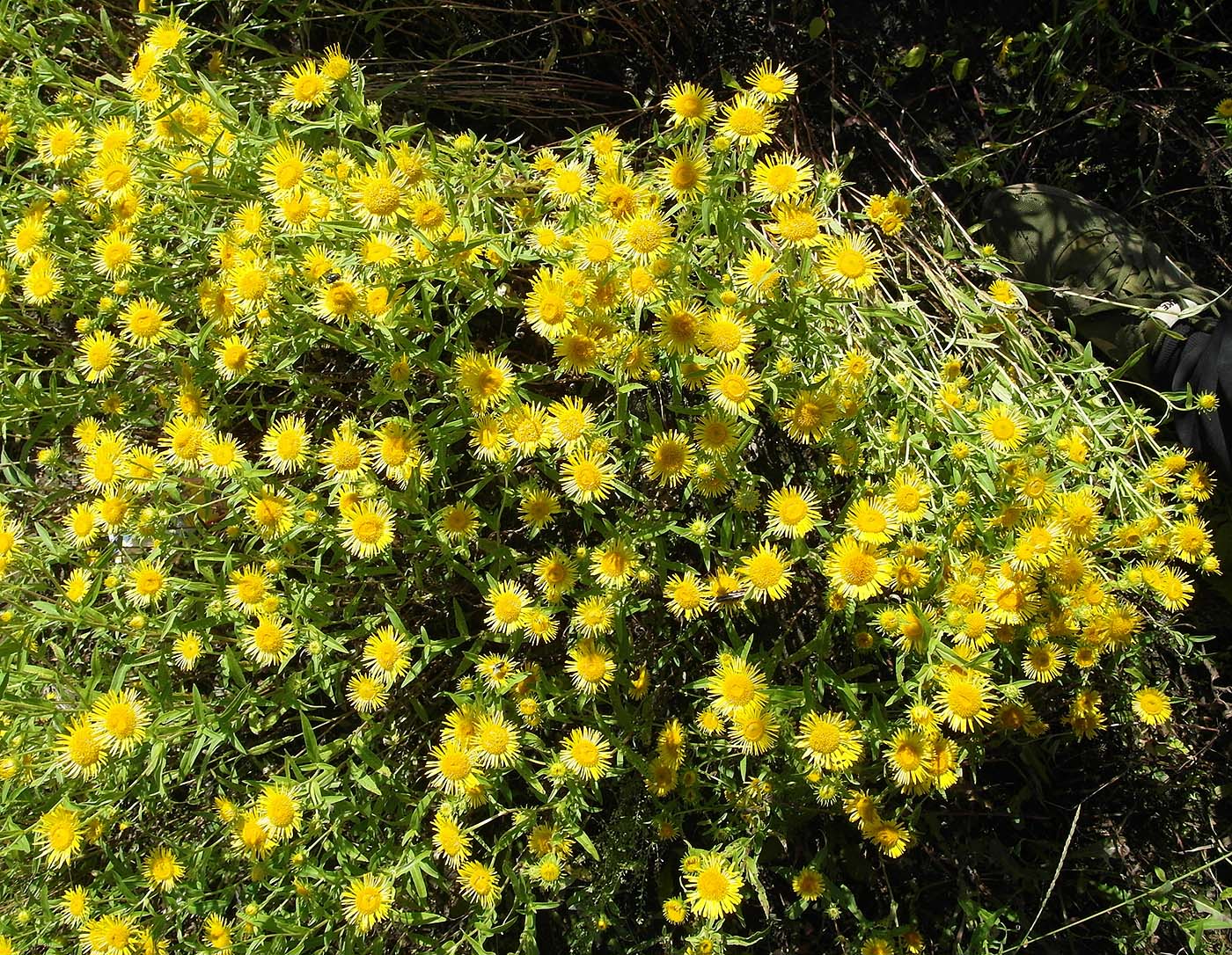 Image of Inula britannica specimen.