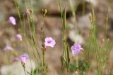 Incarvillea olgae