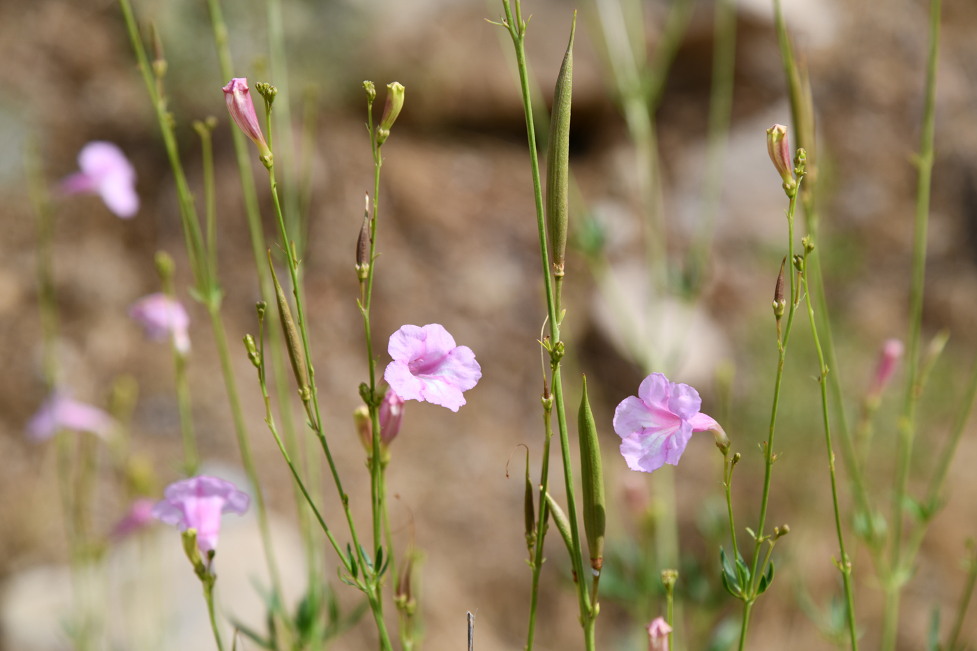 Изображение особи Incarvillea olgae.