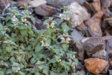 Photo Lamium tomentosum