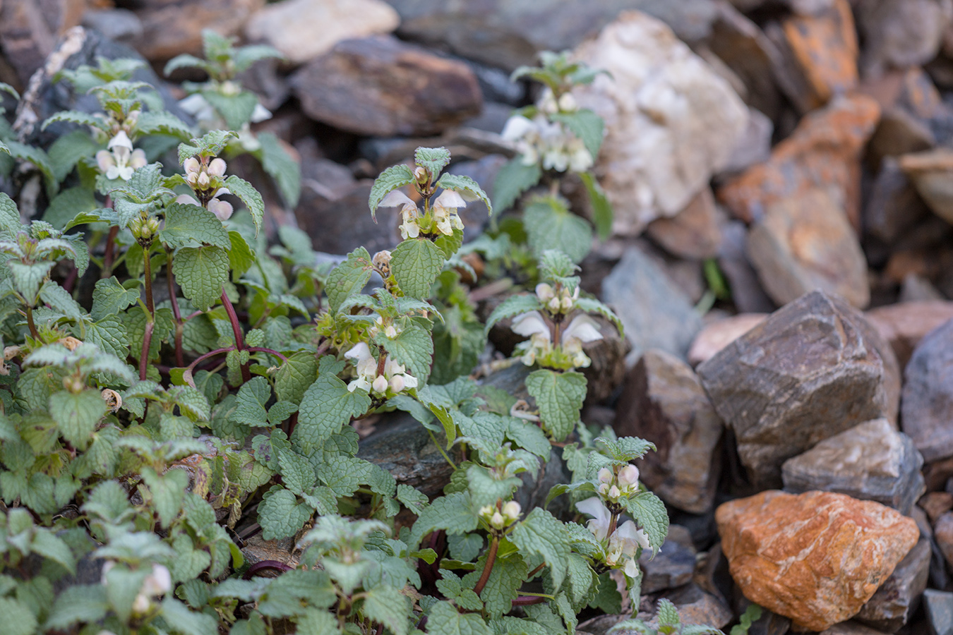 Image of Lamium tomentosum specimen.