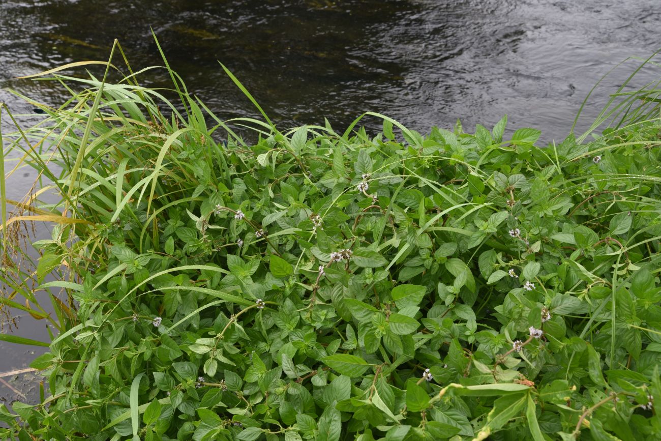 Image of Mentha arvensis specimen.