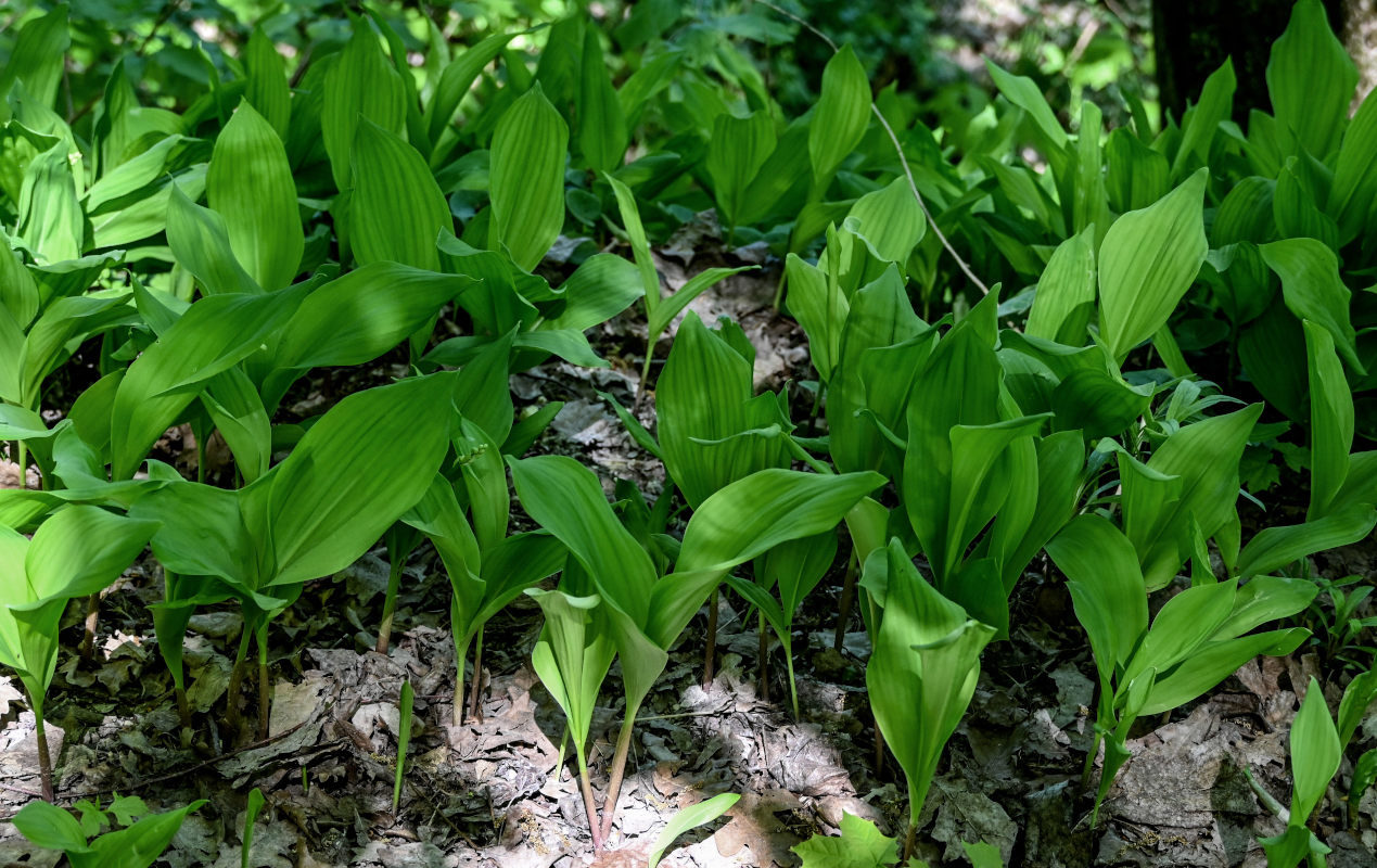 Изображение особи Convallaria majalis.