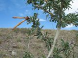 Caragana leucophloea. Часть ветви с вскрывшимся плодом. Казахстан, Восточно-Казахстанская обл, Зайсанский р-н; Саур-Тарбагатай, сев. макросклон вост. части хр. Манрак, пер. Шиликты, ≈ 1020 м н.у.м., основание щебенистого склона вост. экспозиции. 1 июля 2024 г.