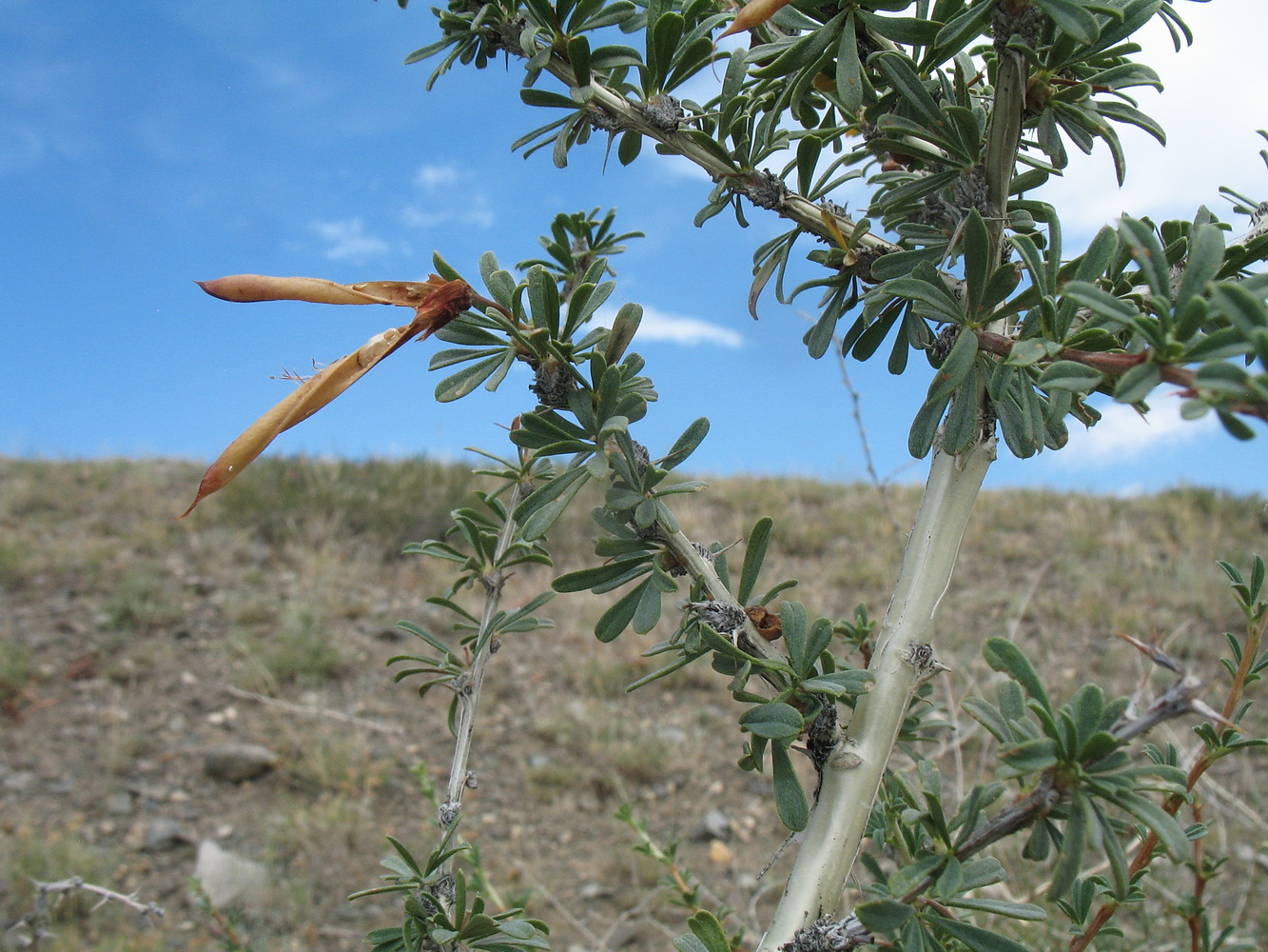 Изображение особи Caragana leucophloea.