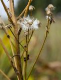 Senecio schwetzowii. Соплодия - облетевшее и целое. Самарская обл., Камышлинский р-н, 1171-й километр трассы М-5 Урал, берег р. Телегас, луг. 8 сентября 2023 г.